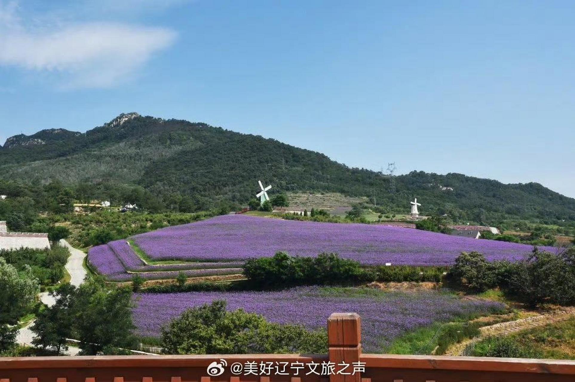 "网红打卡"主题场景——大连紫云花汐薰衣草庄园,国家aaaa级旅游景区