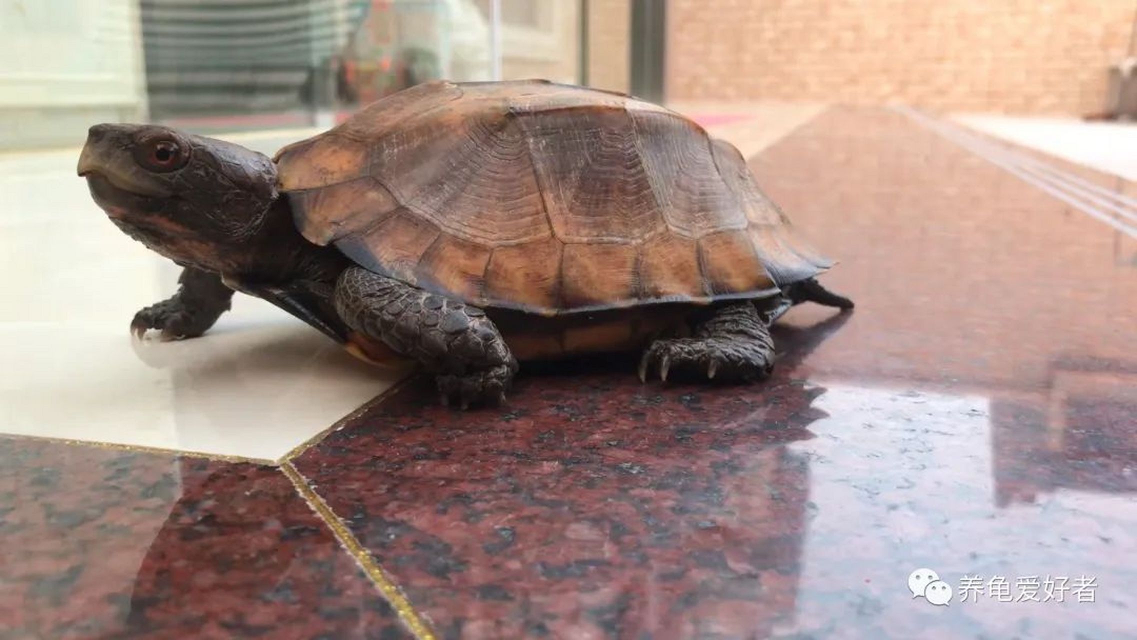 摘要:  锯缘龟因人工数量少和下山龟难以调理的问题,使得其价格较高且