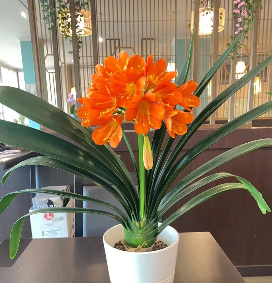 君子兰盆里放点"它",满头是花,叶片如硬铁,开花30朵