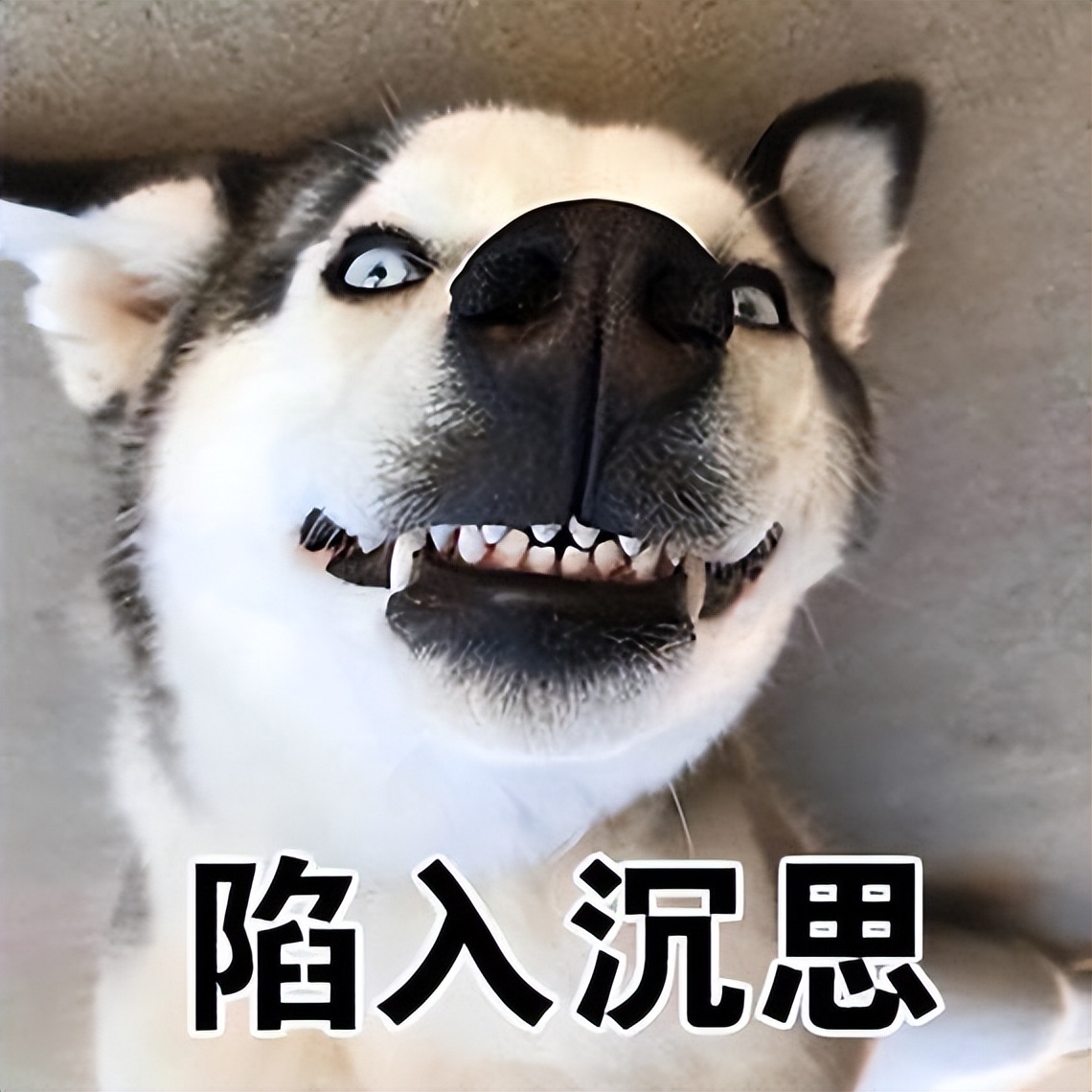 铲屎官们自家傻狗的沙雕时刻,真是笑不活了!