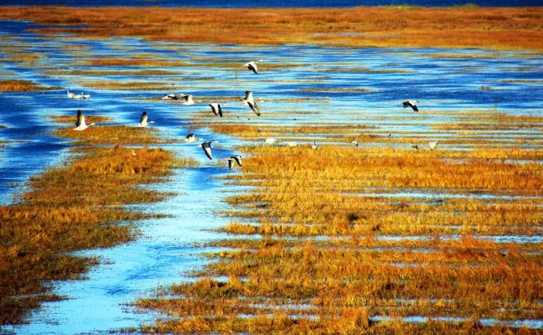 威宁草海,位于贵州省的毕节市,是一个充满生机和活力的地方