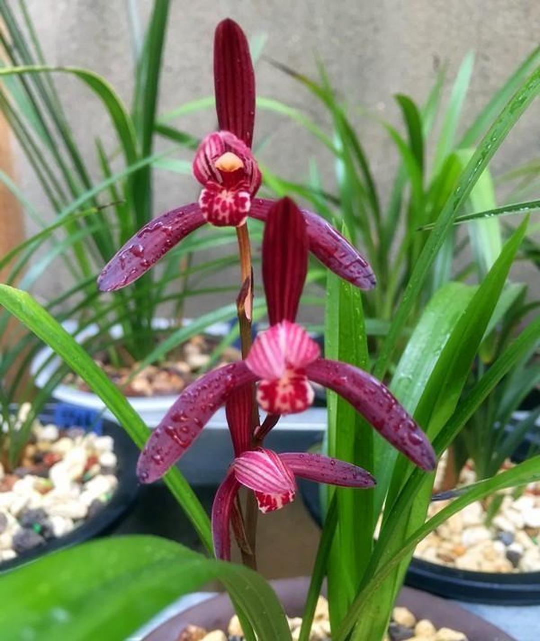 墨宝兰花是建兰四季兰中的极品,颜值高,香气浓郁.