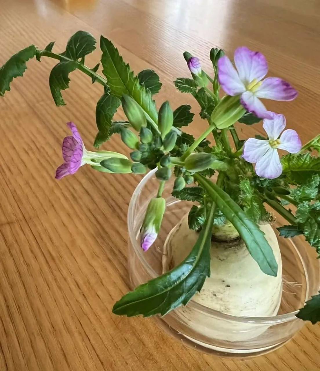 摘要:本文介绍了萝卜花的生长特点和水培方法,强调了勤换水,保持通风