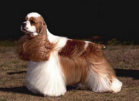 又称可卡獚,斗鸡獚,斗鸡犬,可卡长毛,猎犬小猎犬.原产于美国.