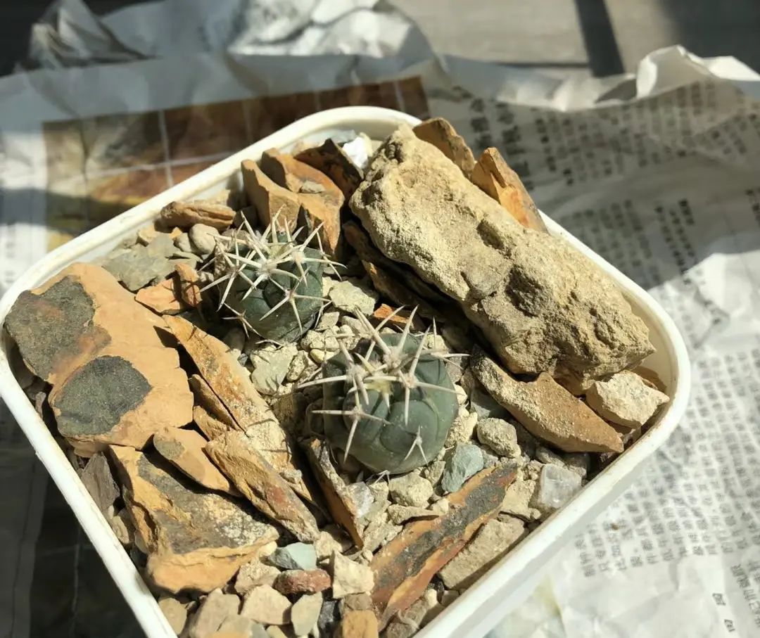 万能的"河沙",种花,种多肉,扦插都很实用,价格还便宜