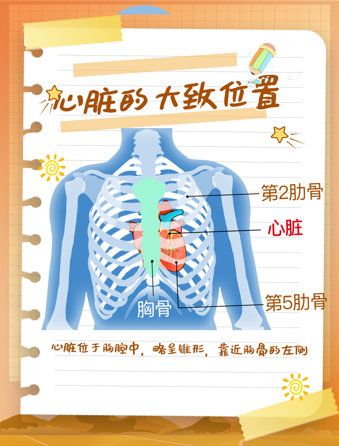 相信大家都知道心脏是我们身体中非常重要的器官