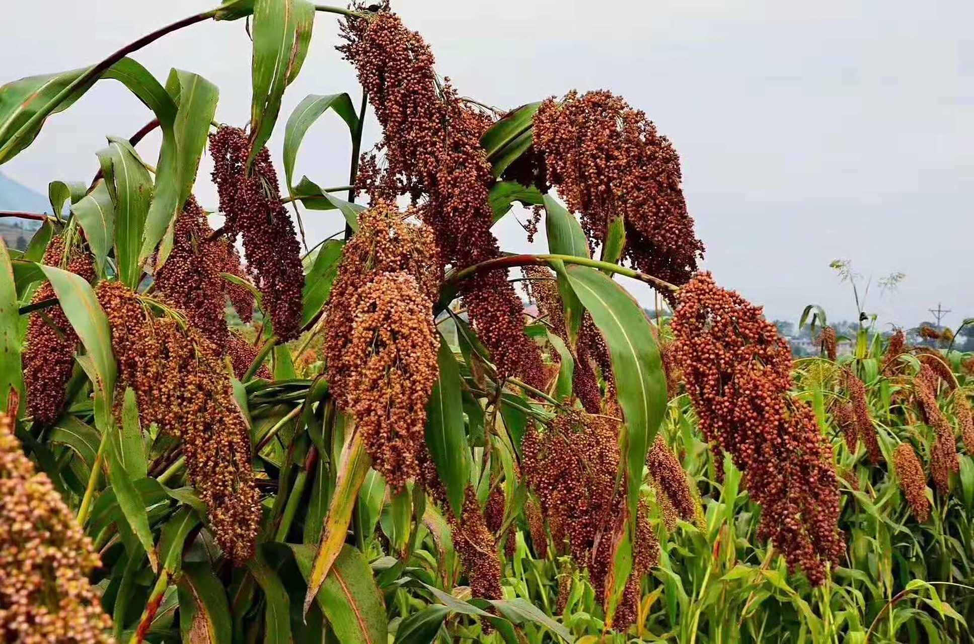 酱香白酒原料包括高粱,小麦和水,高粱成分影响酒质和出酒率.