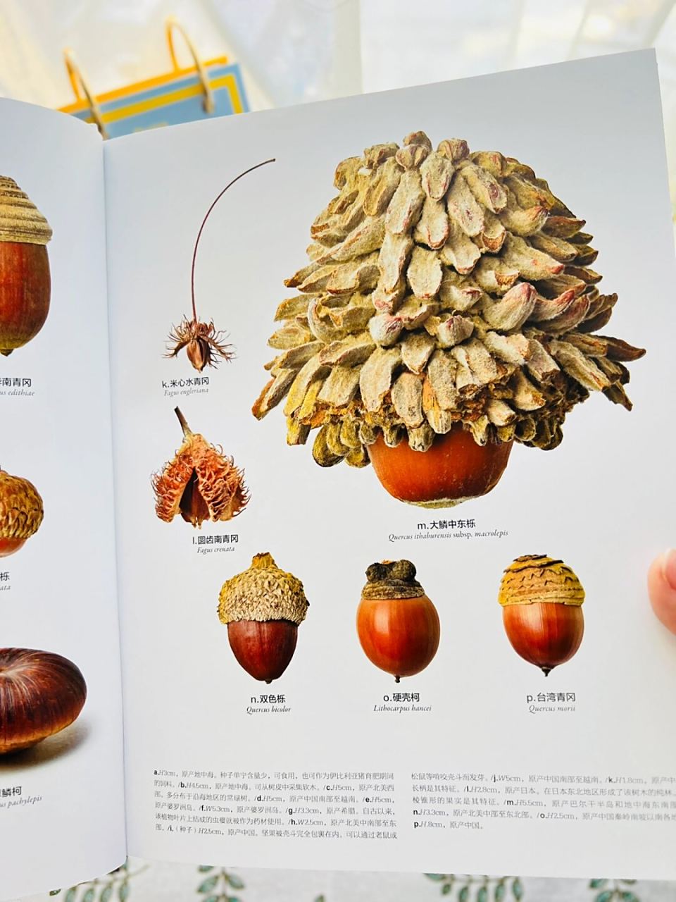 不可思议的种子有趣的知识又增加啦  杜鹃花果实(rhododendron spp.