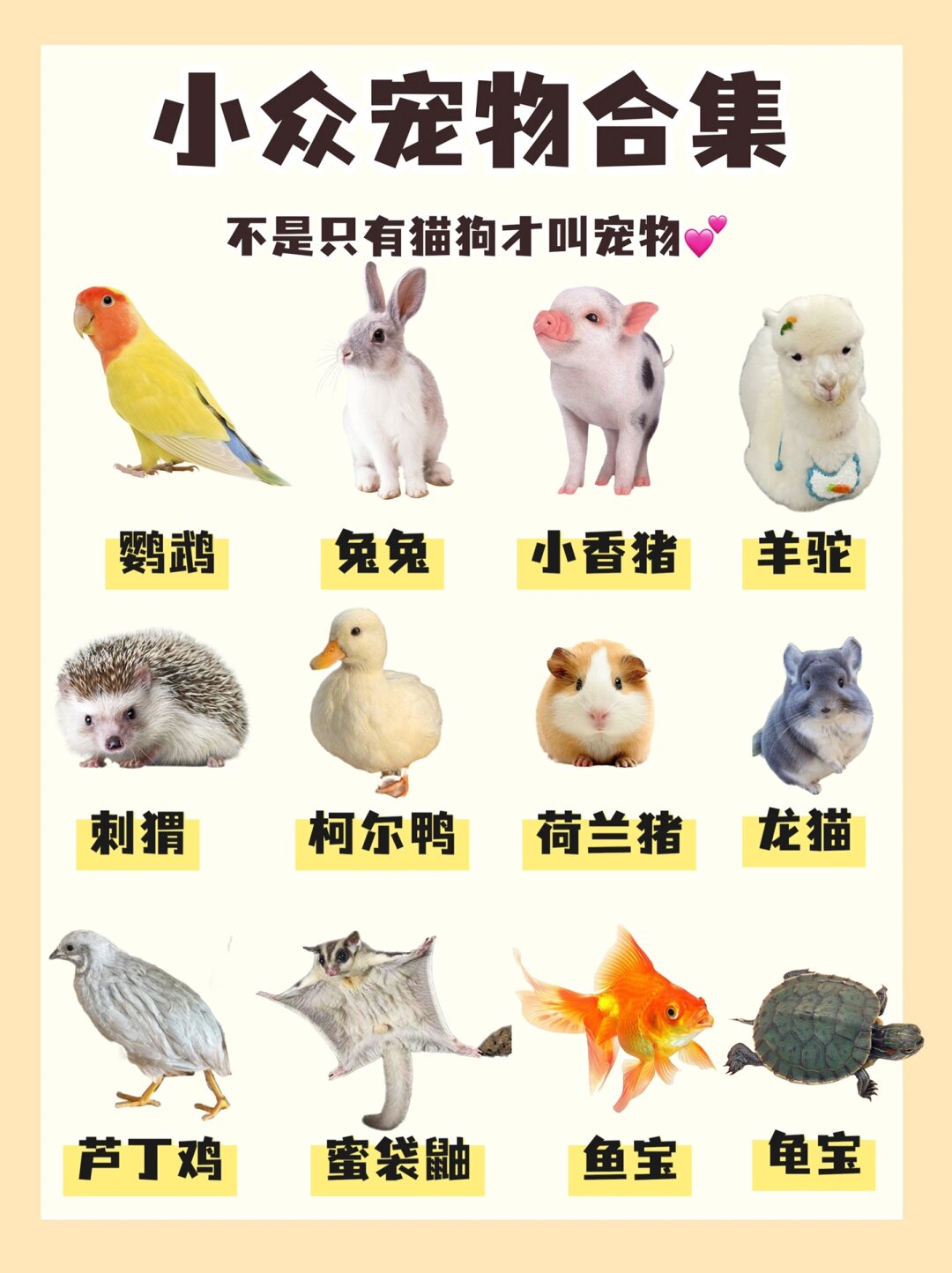 图鉴优点与缺点小型宠物品种大全各种宠物合集图片家养宠物种类大全好