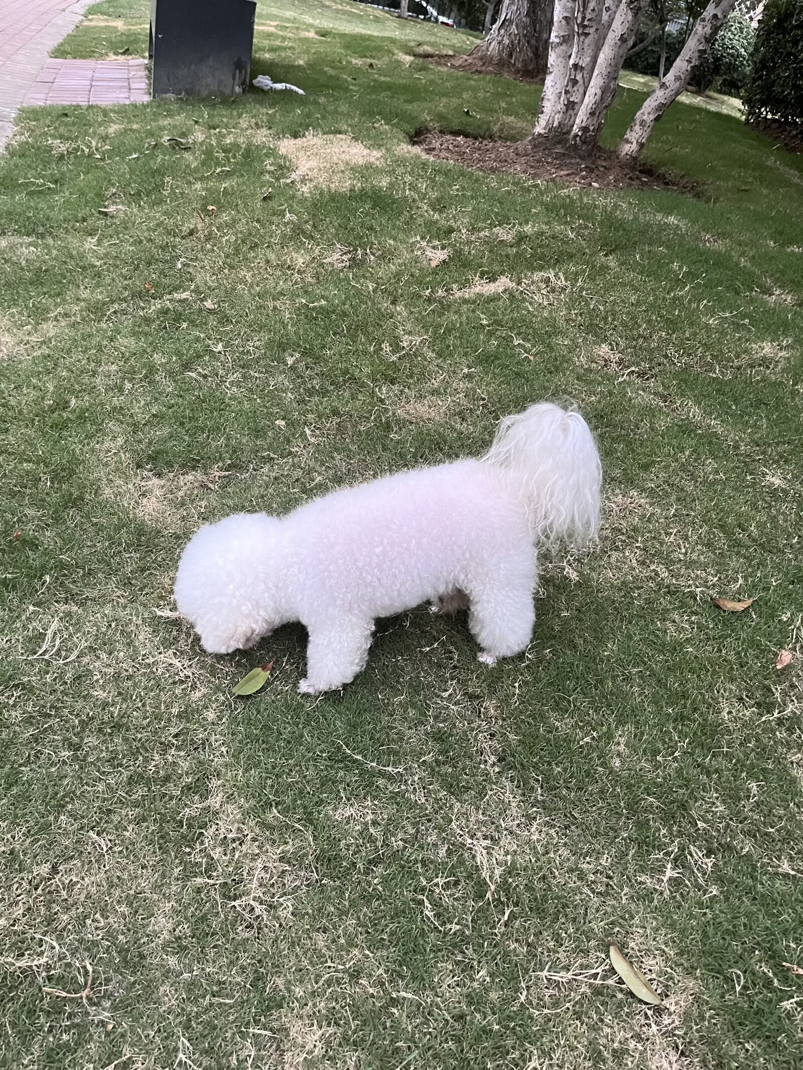 白色毛的狗有什么品种?