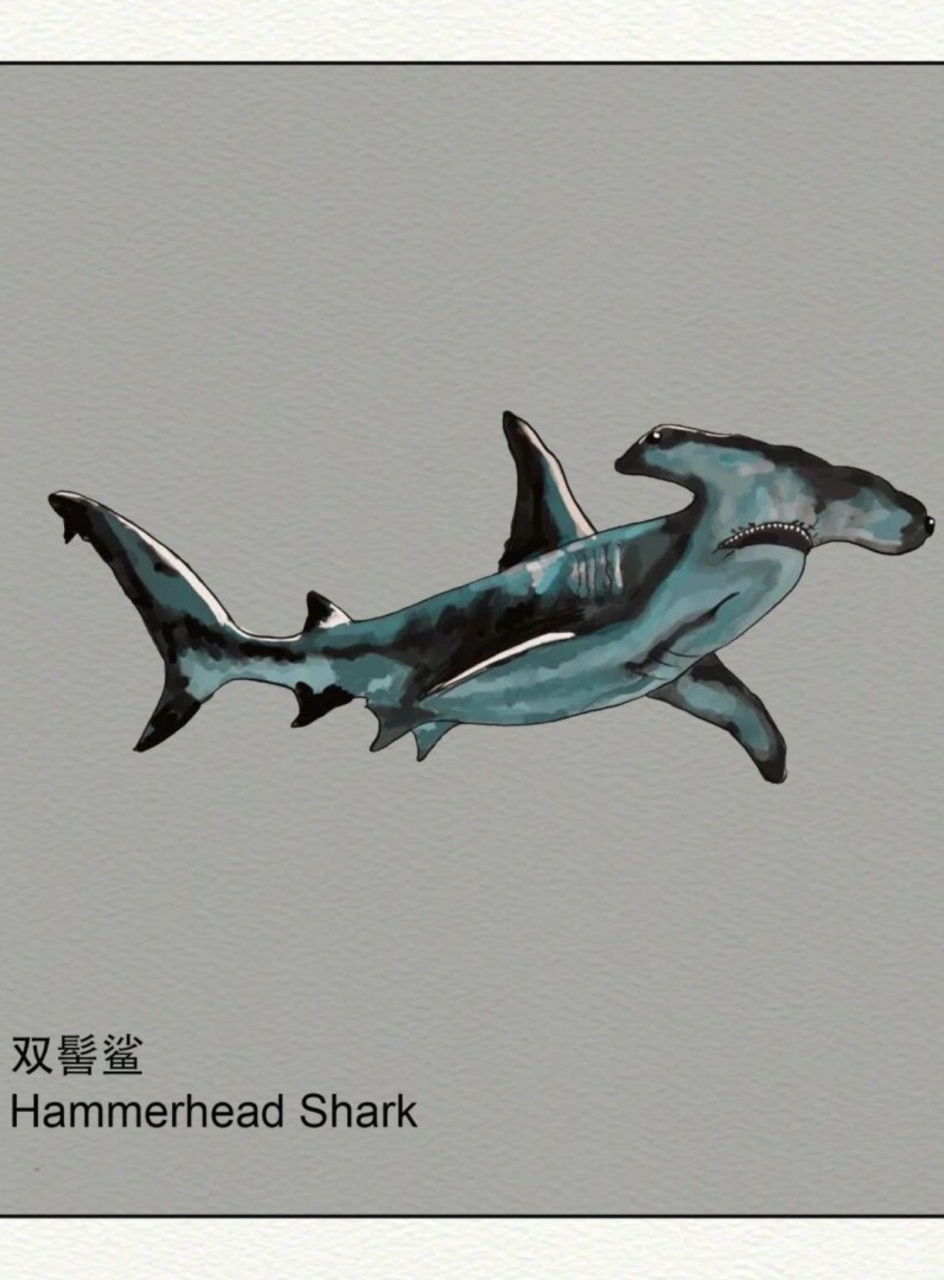 公牛鲨:能在淡水环境中生存的鲨鱼,体型庞大,雌性比