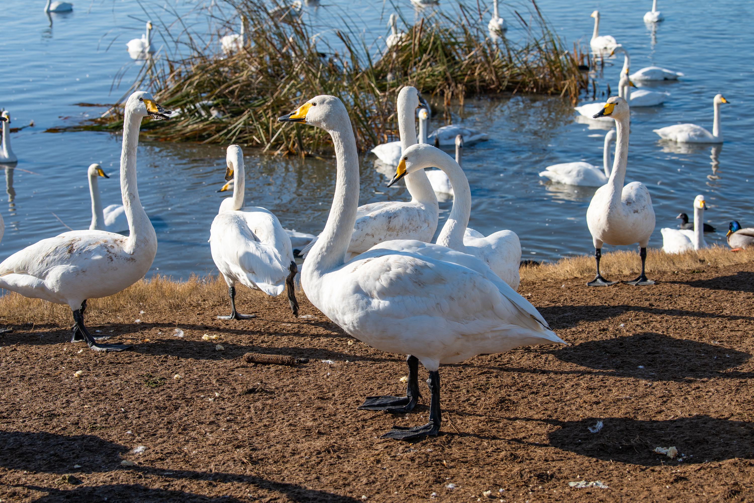 百度秋冬打卡挑战赛# 威海荣成天鹅湖,世界上最大的天鹅湖,被誉为"