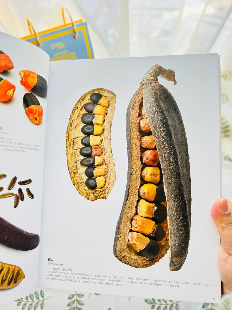 不可思议的种子有趣的知识又增加啦  杜鹃花果实(rhododendron spp.