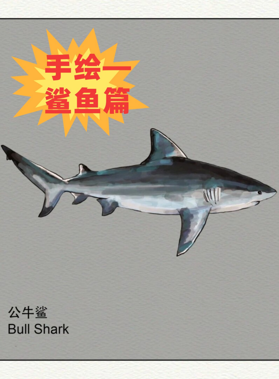 手绘—鲨鱼篇  公牛鲨:能在淡水环境中生存的鲨鱼,体型庞大,雌性比