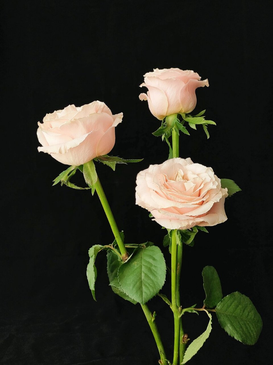 绘画素材~~黑背景的玫瑰花  分享一波黑背景的玫瑰花吧