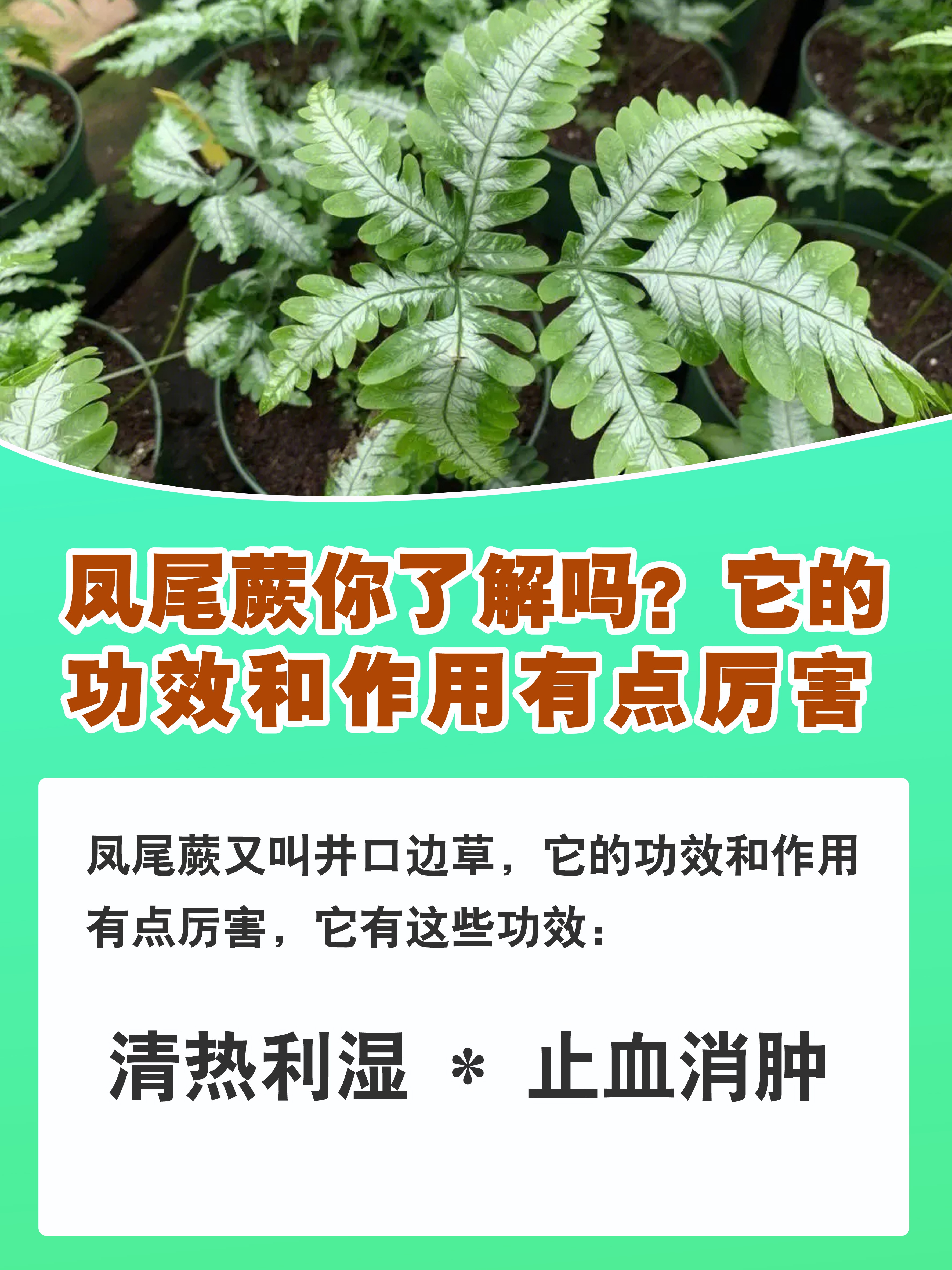 剑叶凤尾蕨的药用价值图片