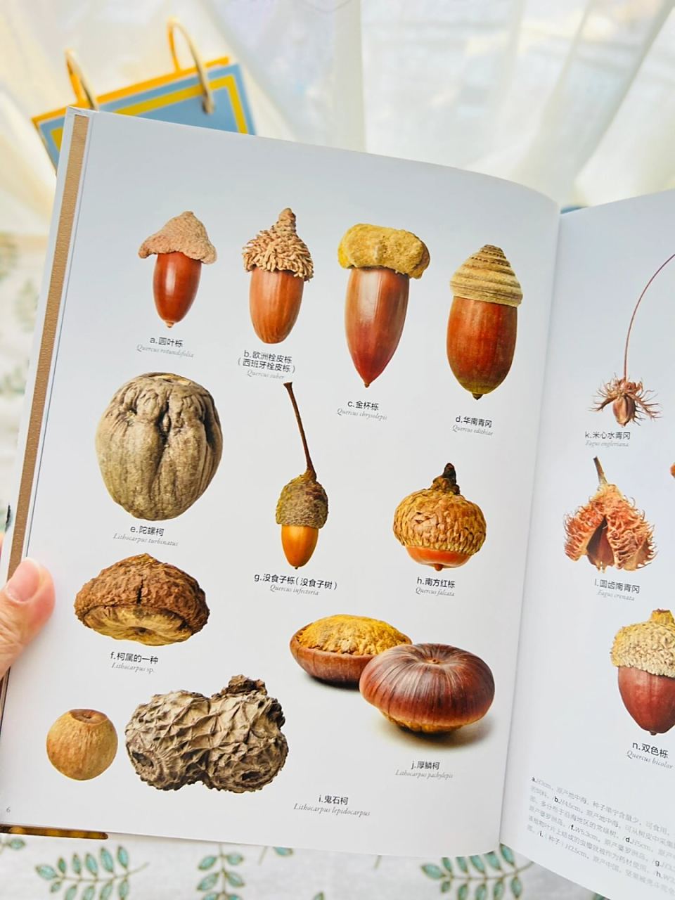 不可思议的种子有趣的知识又增加啦  杜鹃花果实(rhododendron spp.