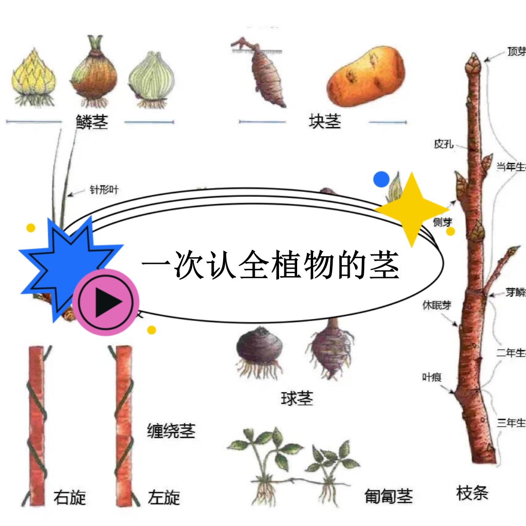 一次认全植物的茎  具备了知识点背景的基础