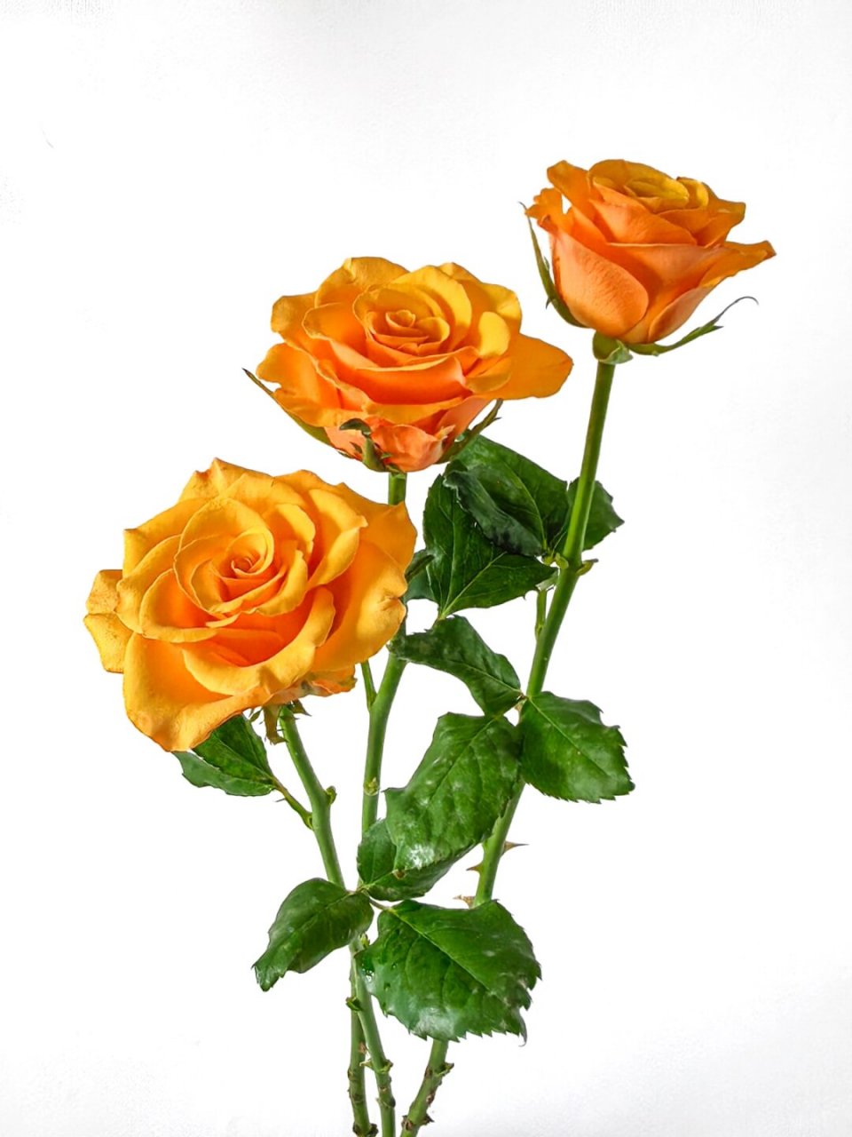 绘画素材:橙色玫瑰花  如果你正在寻找绘画素材,那么橙色玫瑰花绝对是