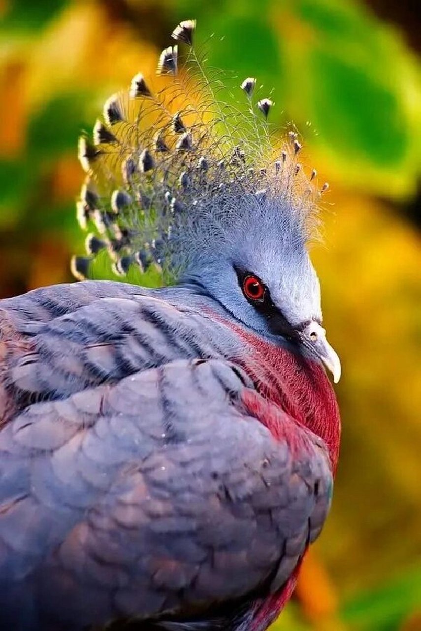 维多利亚凤冠鸽图片