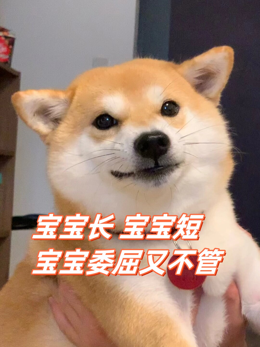 已经100秒没有吃到美味的 狗沽 ,委屈的小眼神让人心疼不已