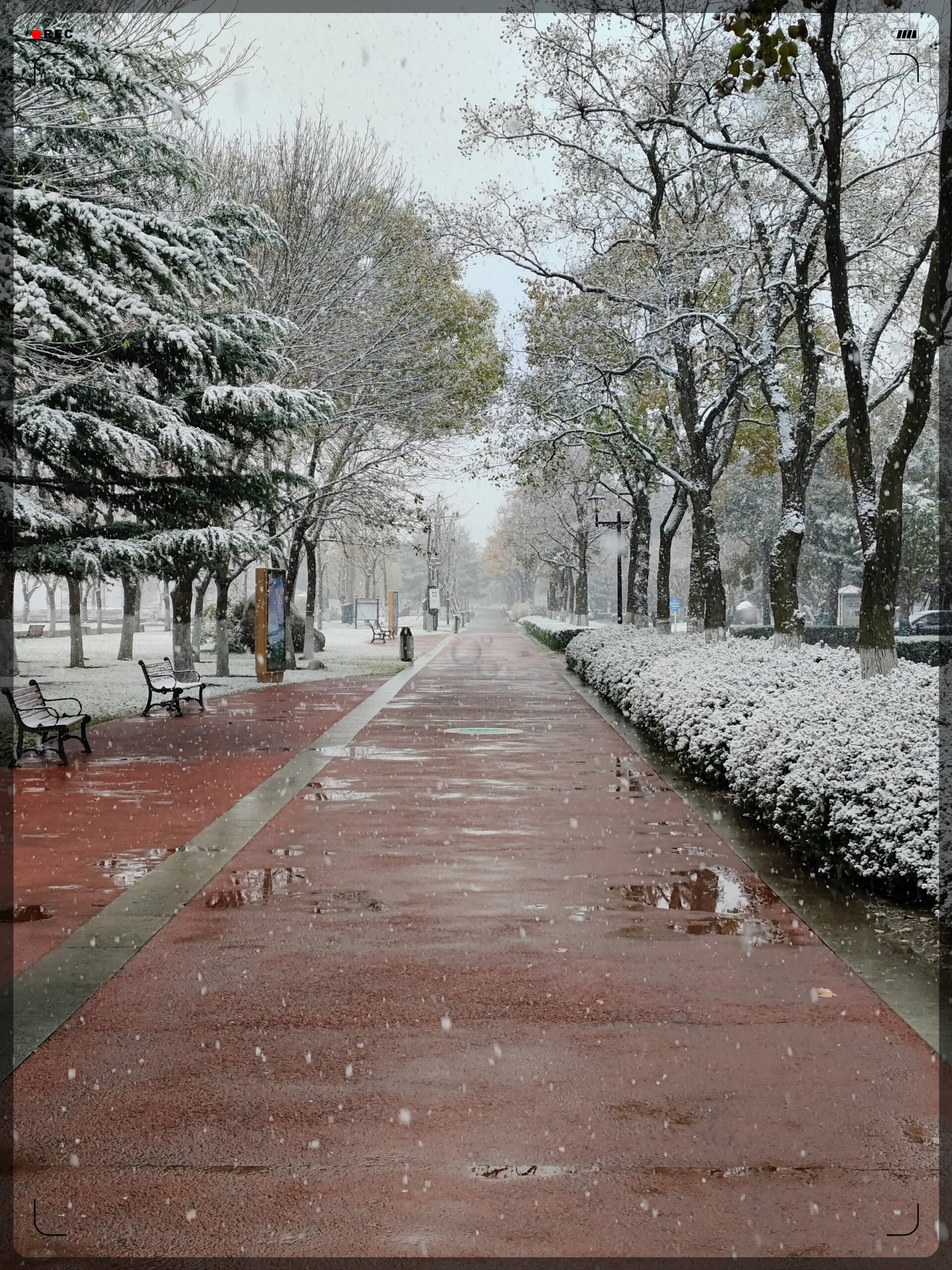 威海小雪转晴银装素裹美景如画