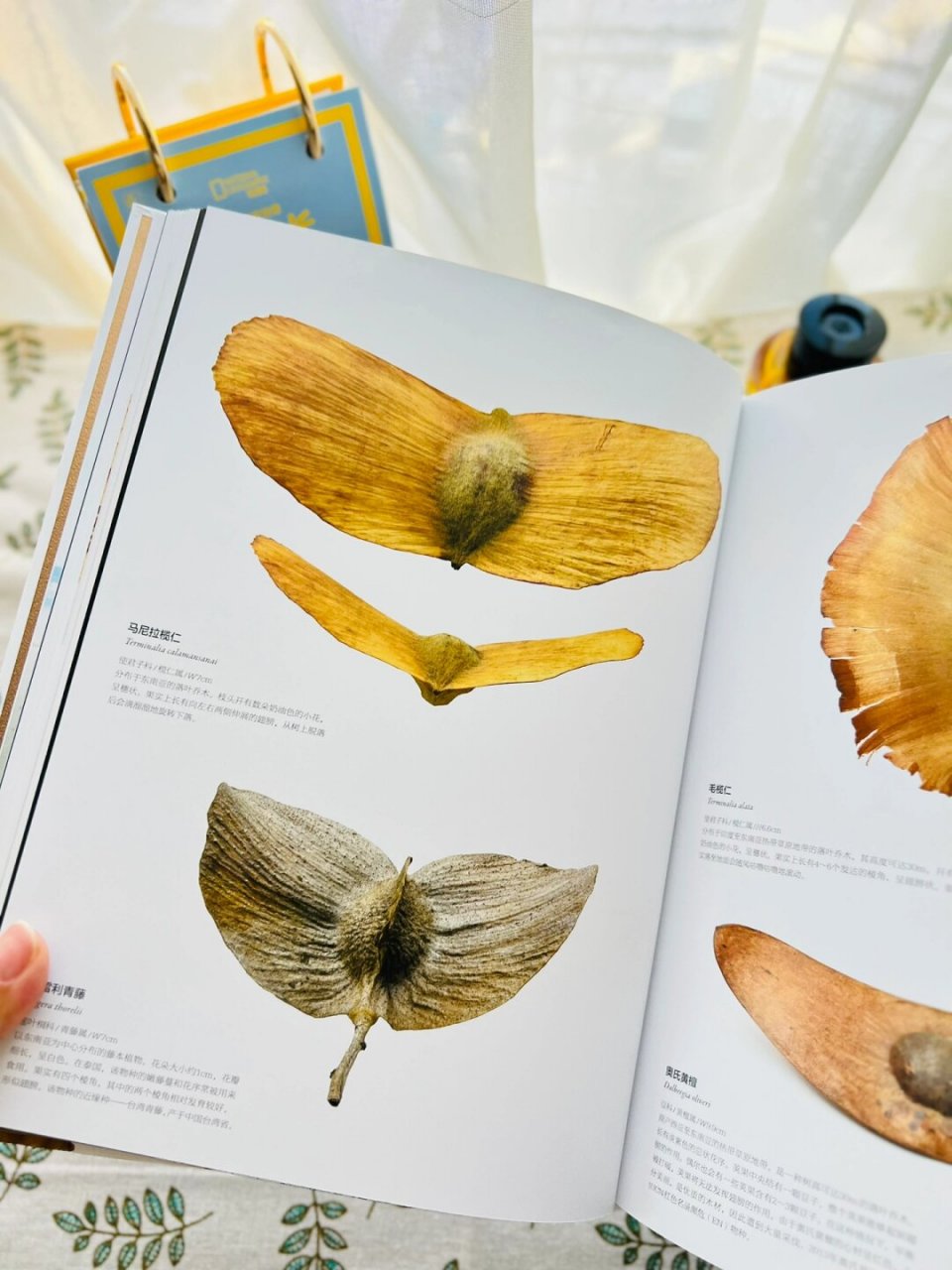 不可思议的种子有趣的知识又增加啦  杜鹃花果实(rhododendron spp.