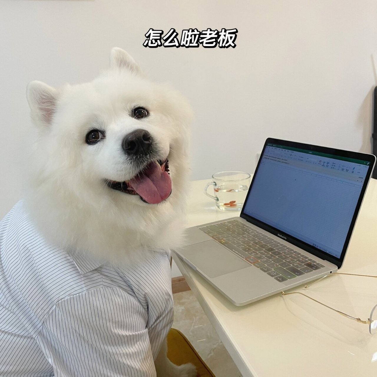 打工狗头像来喽  打工人的一天,从努力工作开始.