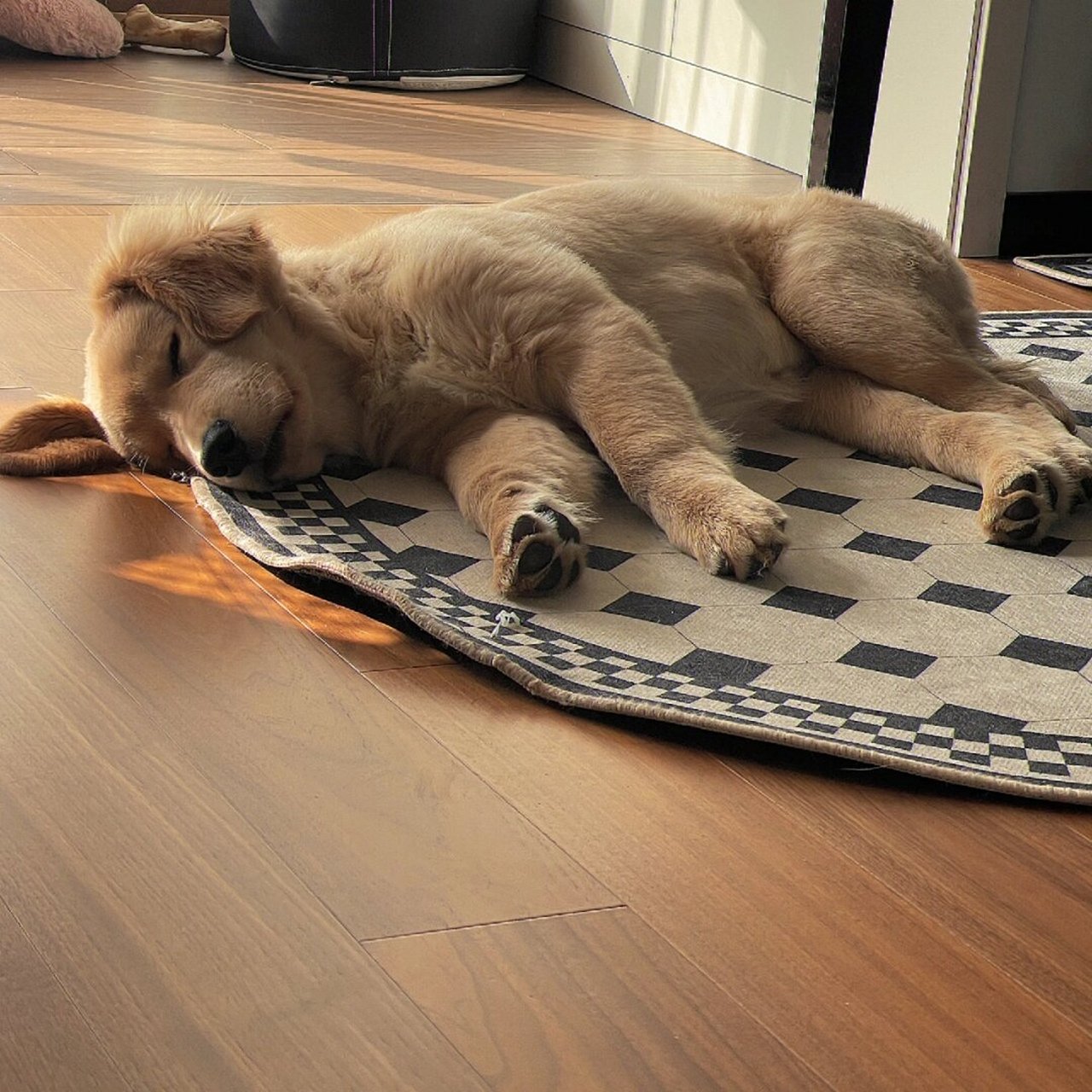 我的玩具小狗睡着啦!