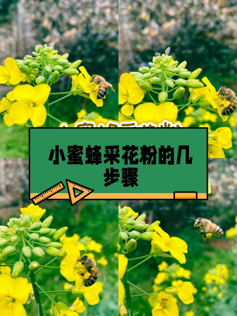 蜜蜂是昆虫吗花粉图片