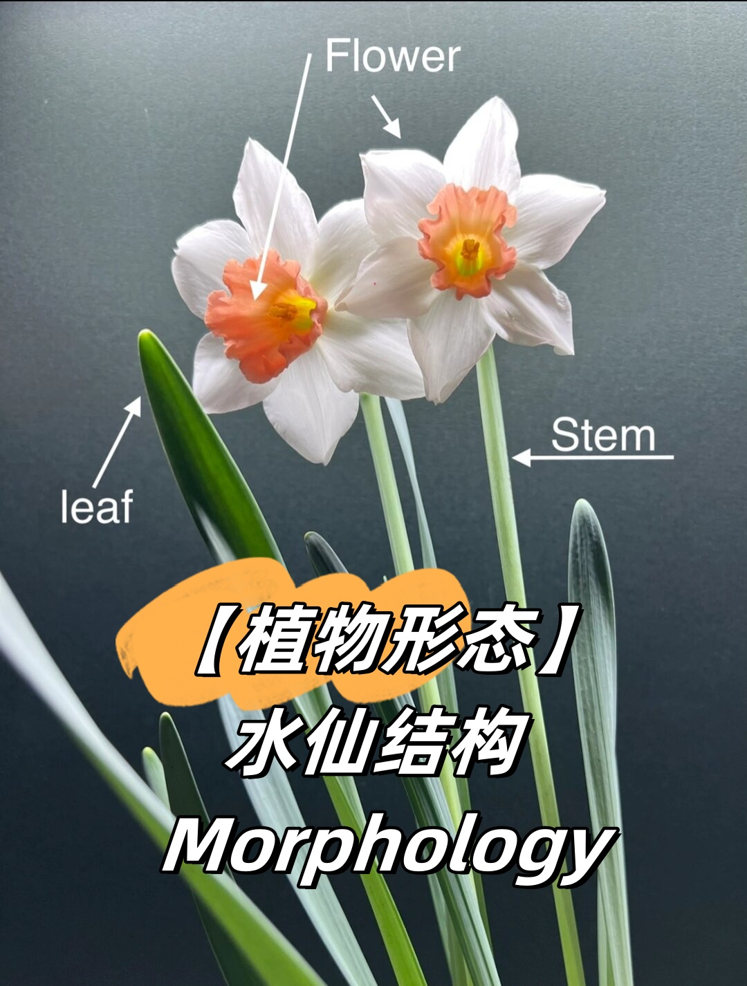 植物形态 水仙结构 morphology  水仙