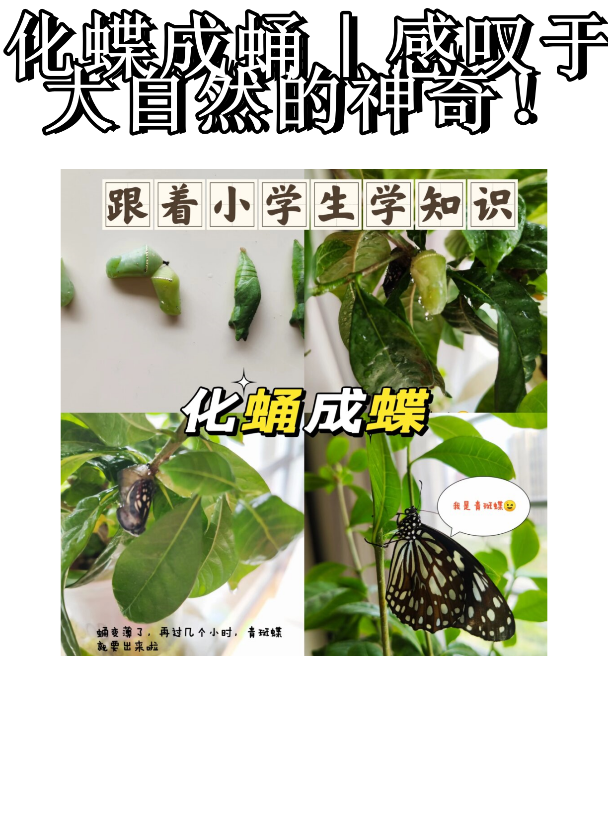 学校的生命科学课程中,孩子们见证了蝴蝶的化蛹成蝶过程,感受到了