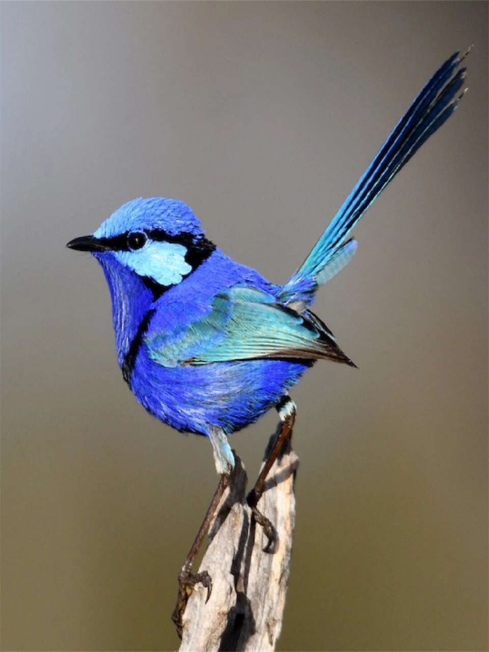 听说它是会给异性送花的鸟儿  辉蓝细尾鹩莺  学名:malurus splendens
