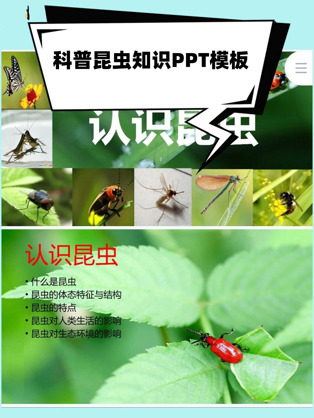 科普昆虫知识ppt模板  一,什么是昆虫?