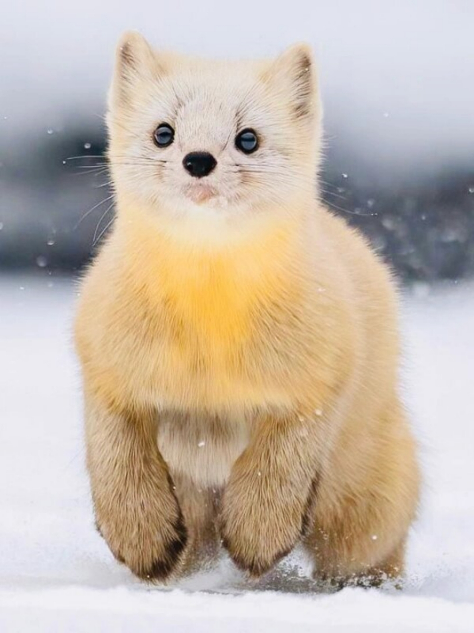 貂原来这么可爱  紫貂体长约40厘米,体重约1千克,尾长12厘米.