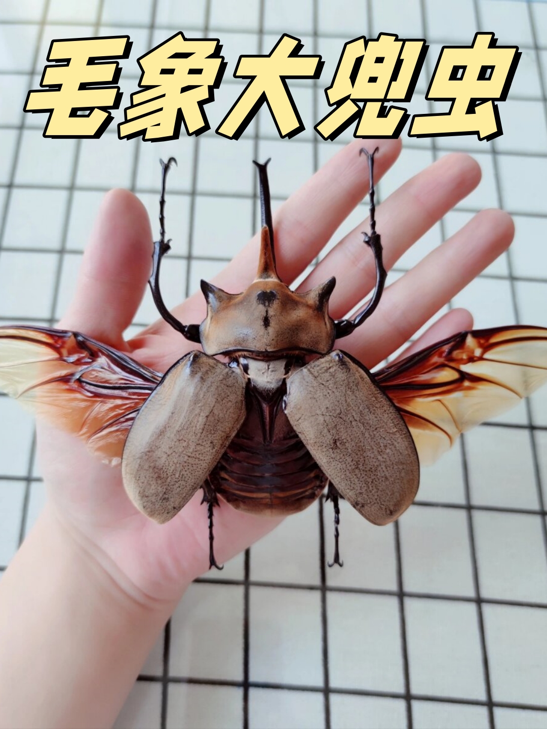 毛象大兜虫是南美洲的特有物种,其体长可达12厘米