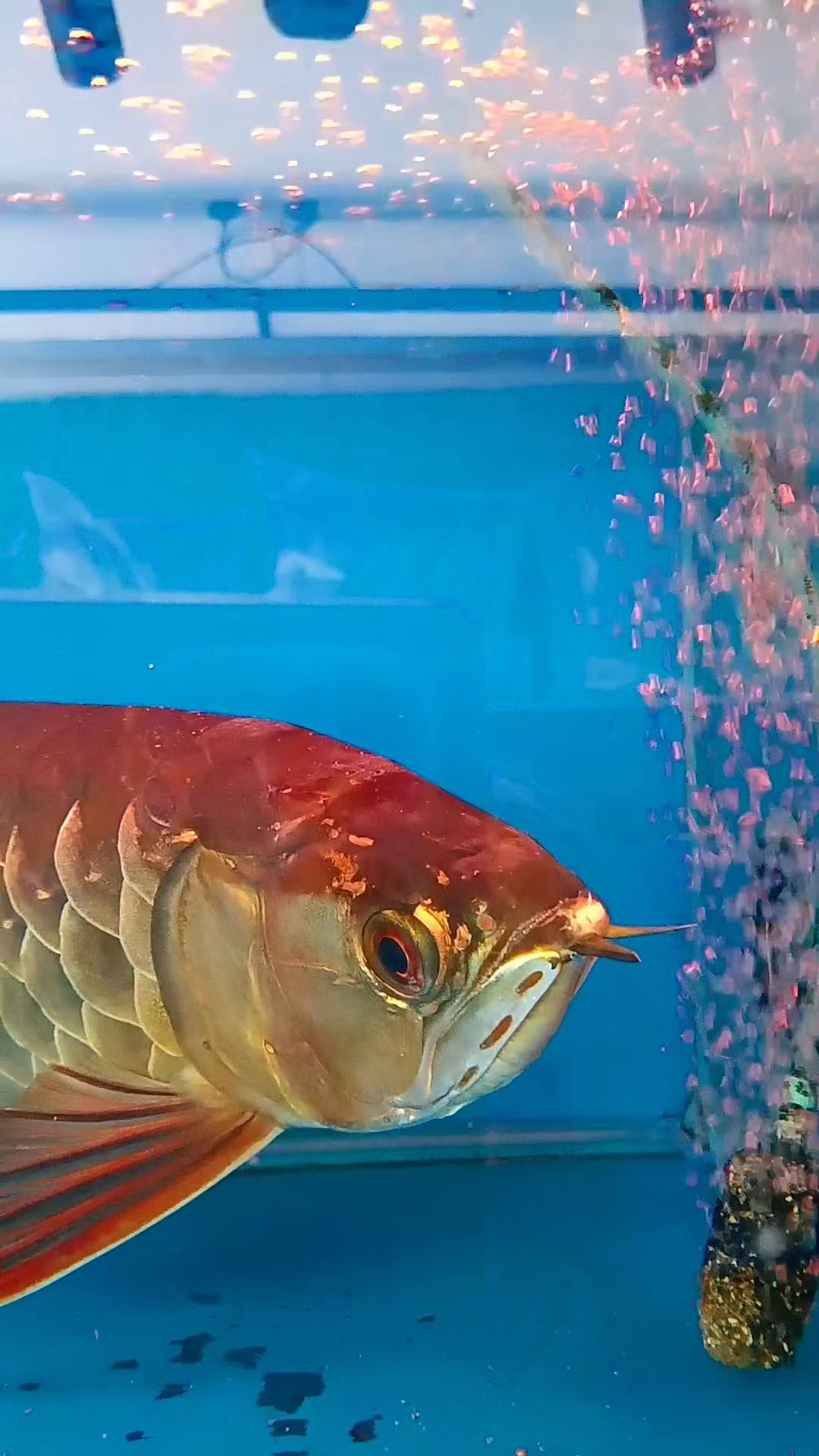 亲们,今天我要给大家分享一个我最近超爱的家居小物