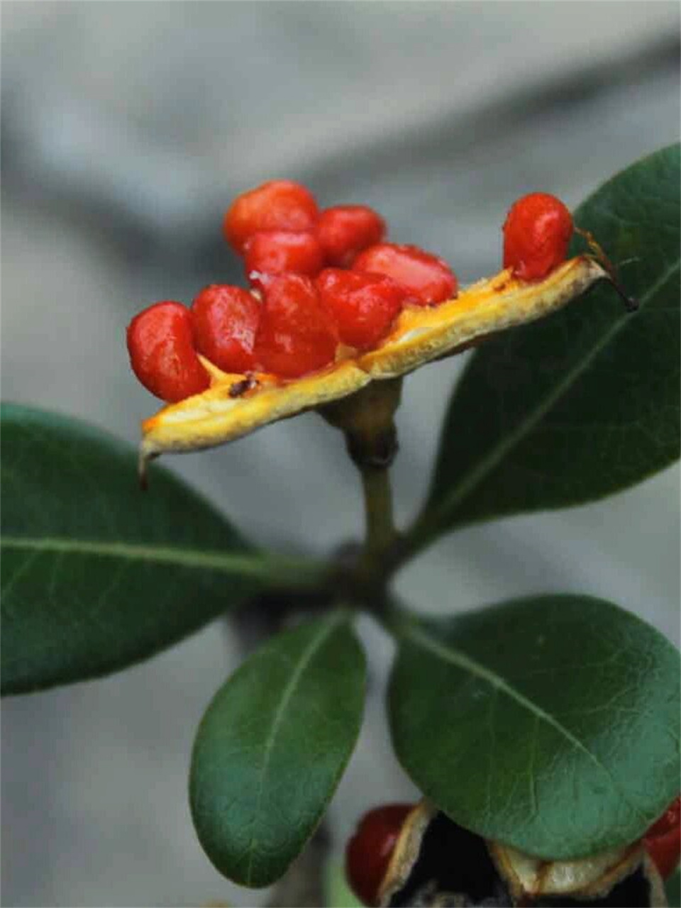 海桐的果实图片