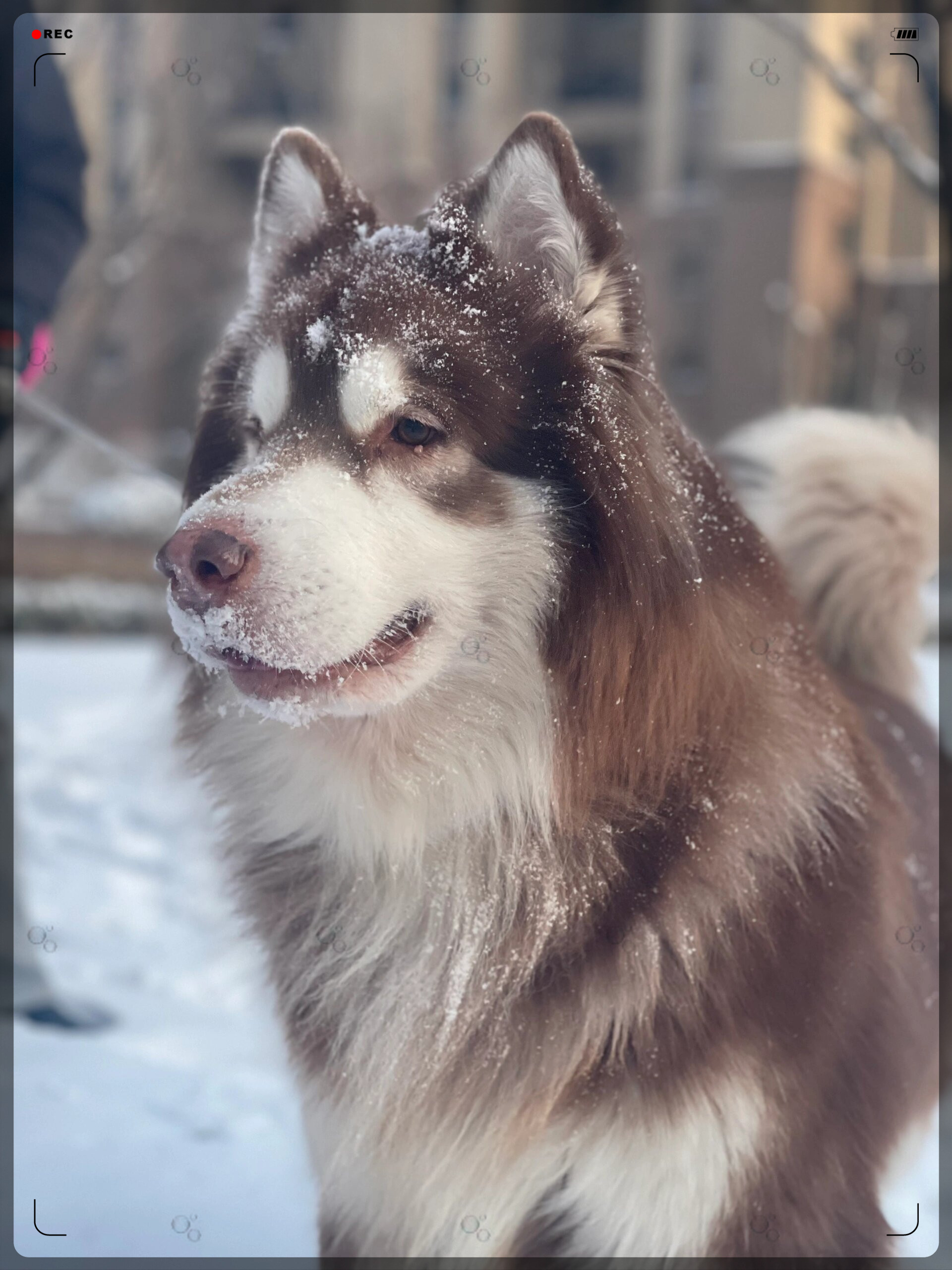 它们在雪地里玩耍时,身上挂着雪花的样子非常可爱