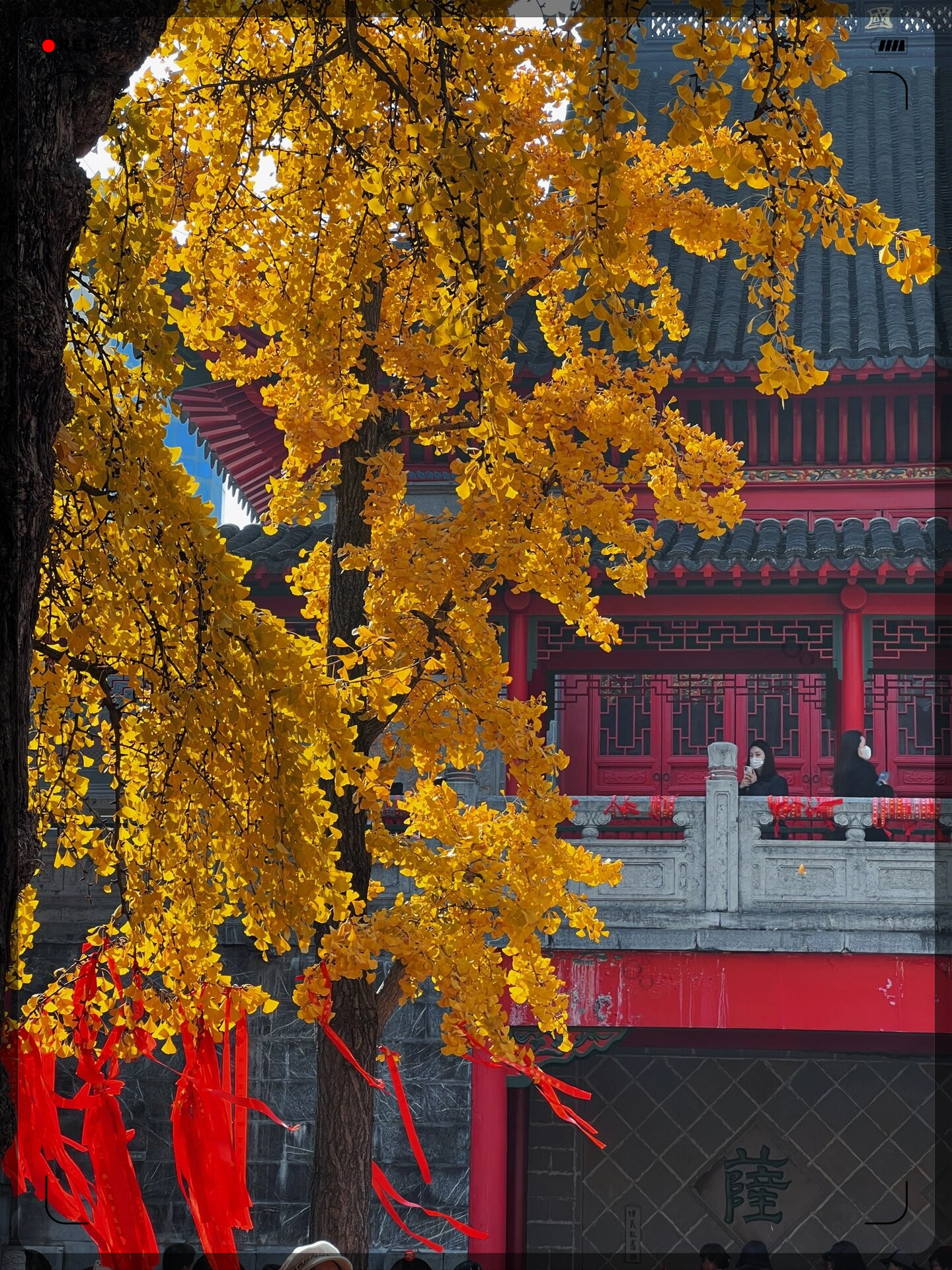 12月的南京毗卢寺银杏黄了再不去要等一年