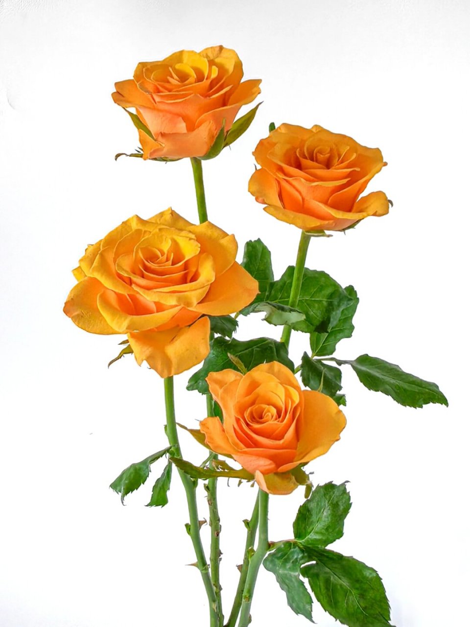 绘画素材:橙色玫瑰花  如果你正在寻找绘画素材,那么橙色玫瑰花绝对是