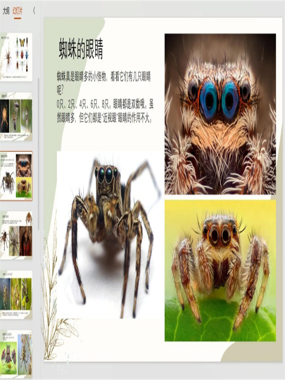 蜘蛛创意画课件ppt蜘蛛ppt蜘蛛创意画写生  蜘蛛科普知识,详细解析