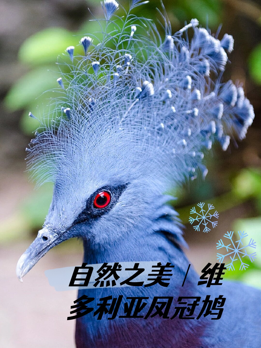 自然之美|维多利亚凤冠鸠 .@怀蝶老师来教你的动态