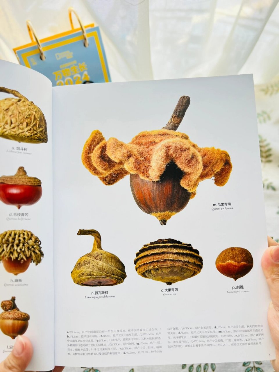 不可思议的种子有趣的知识又增加啦  杜鹃花果实(rhododendron spp.