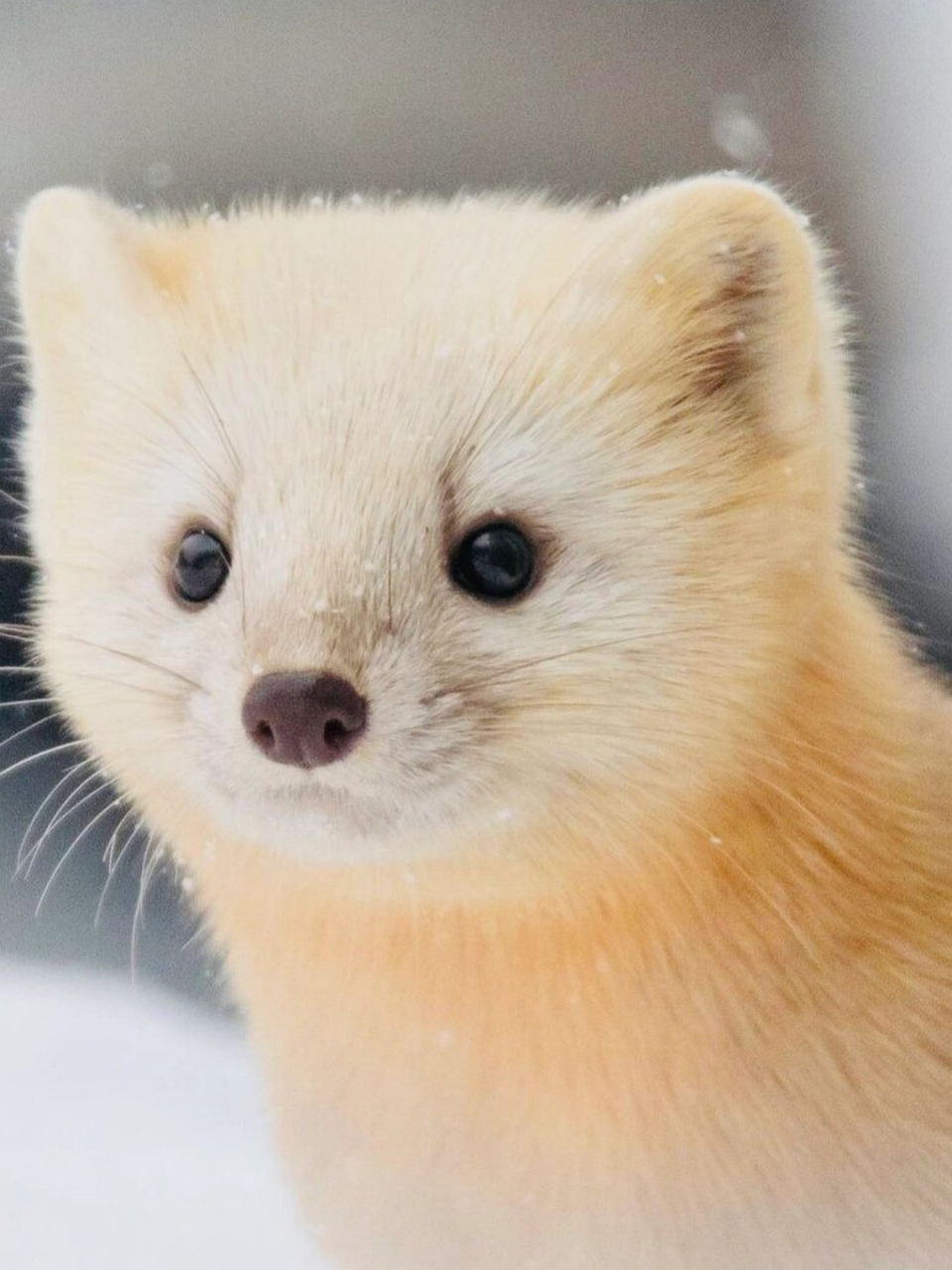 貂原来这么可爱  紫貂体长约40厘米,体重约1千克,尾长12厘米.