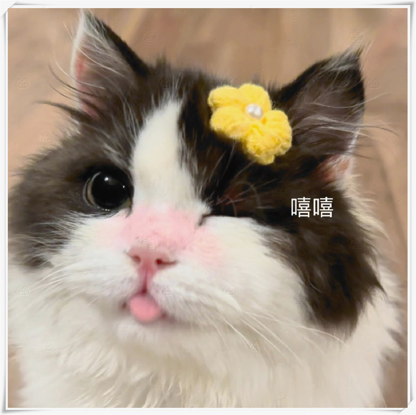 我不是胖 我只是缺一个督促我减肥的朋友而已