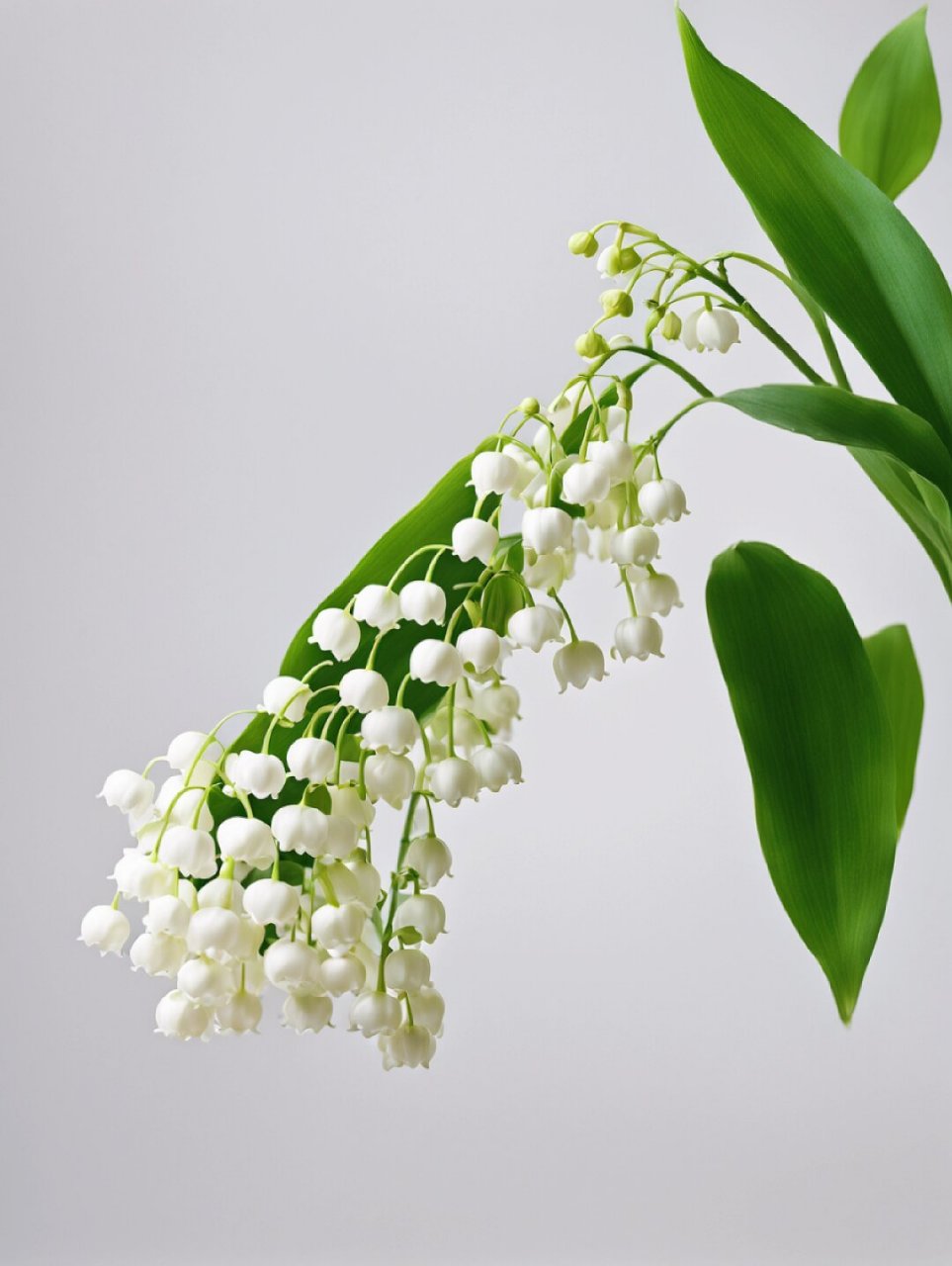 绘画素材—铃兰花  绘画真的是一个很厉害的技术,把铃兰花画的如此逼