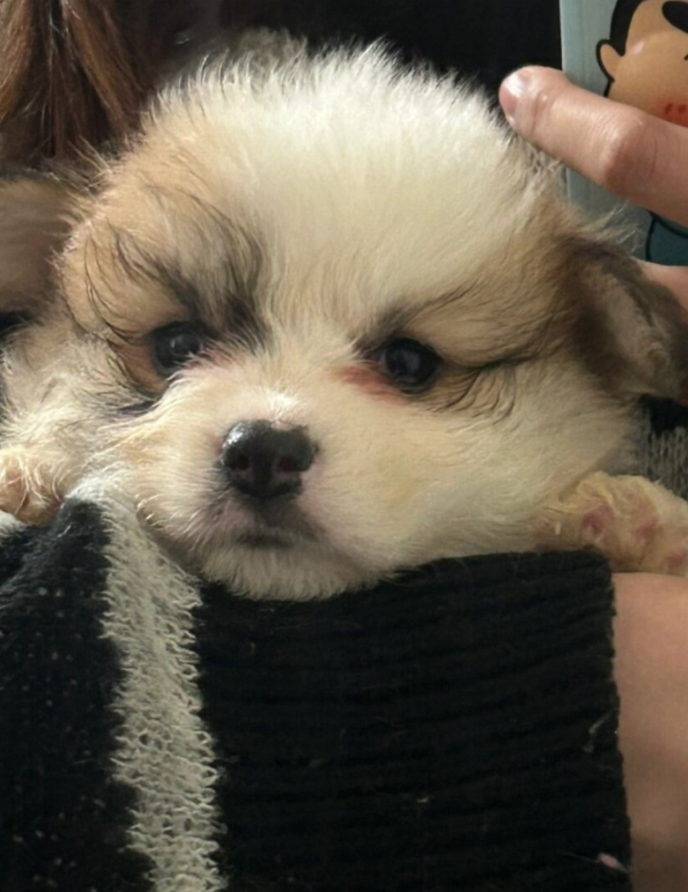 长毛奶油脸柯基妹妹  长毛奶油脸的柯基妹妹,真是让人一见倾心.