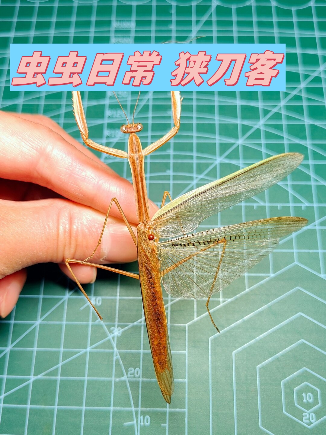 狭翅刀螳从其名称即可理解其翅膀相较于著名的