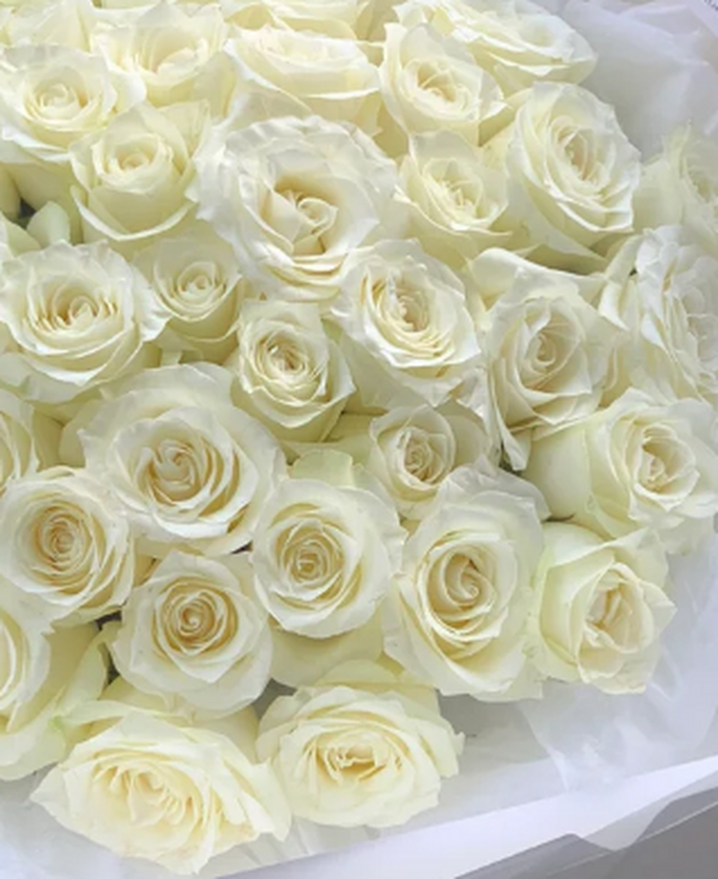 52支白玫瑰花束:骄傲如你,星辰不及 在浩瀚的宇宙中,你是那颗最耀眼的